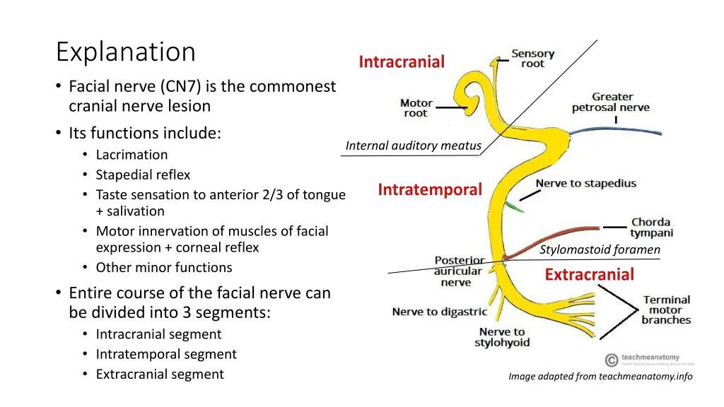 explanation facial nerve cn7 is the commonest