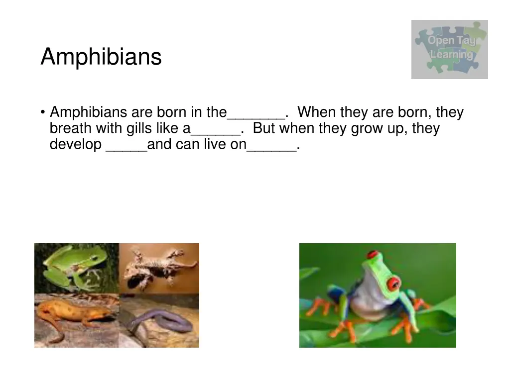 amphibians