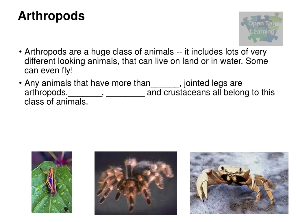 arthropods