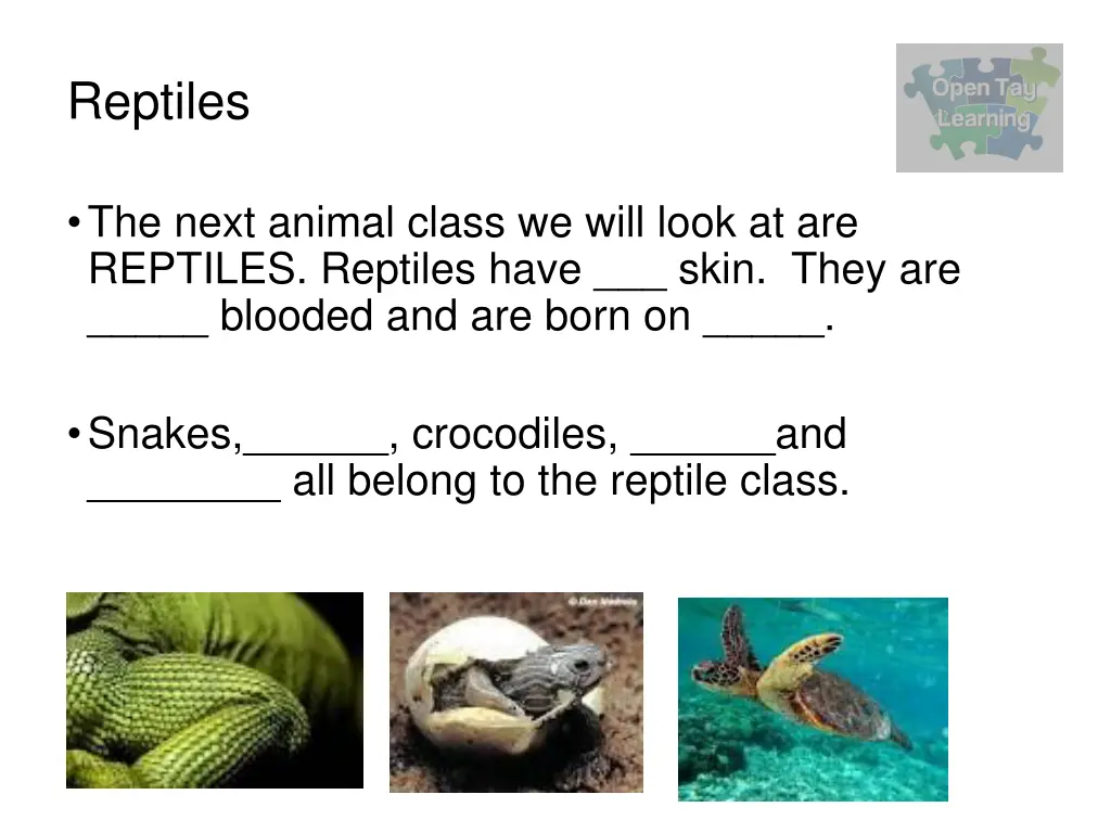 reptiles