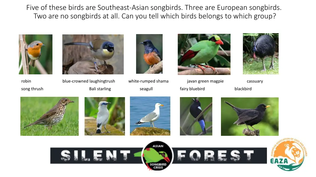 five of these birds are southeast asian songbirds