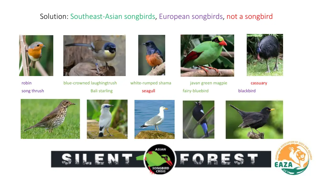 solution southeast asian songbirds european