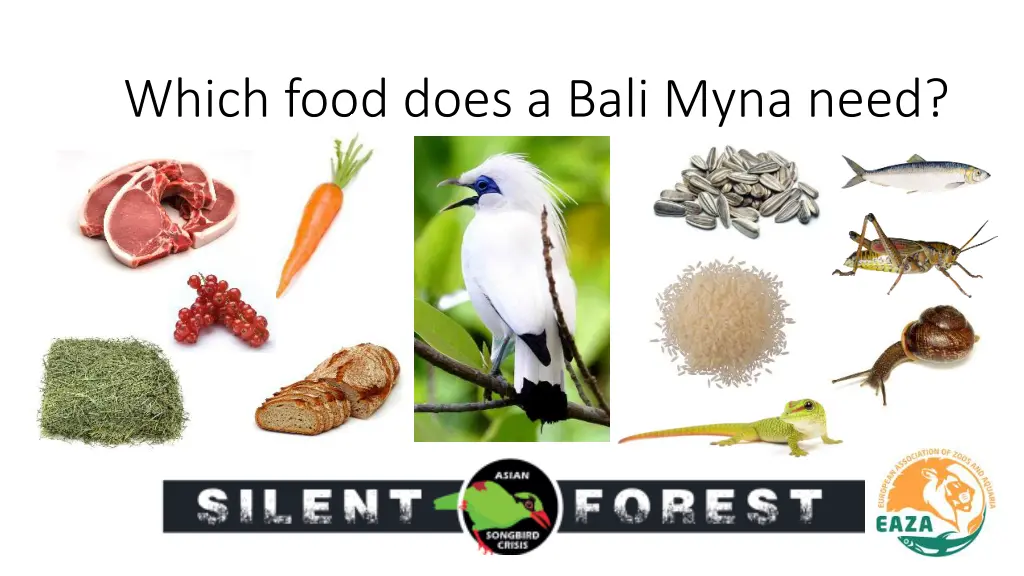 which food does a bali myna need