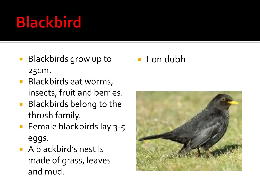 blackbirds grow up to 25cm blackbirds eat worms