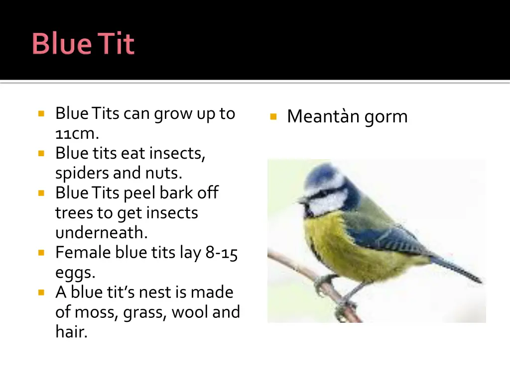 blue tits can grow up to 11cm blue tits