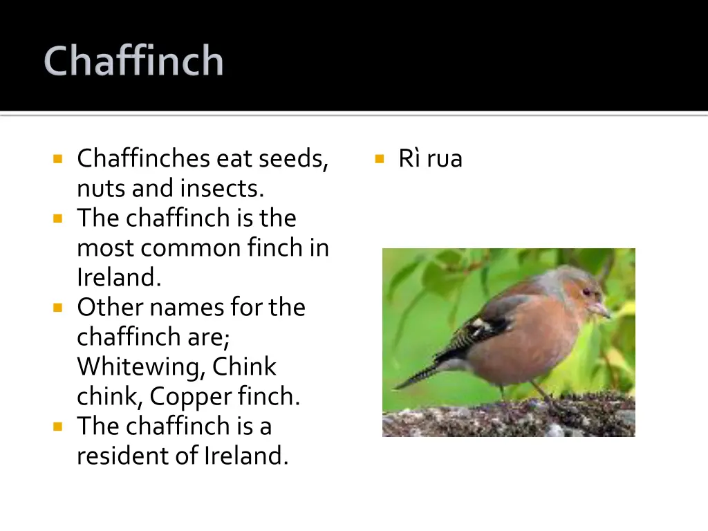 chaffinches eat seeds nuts and insects