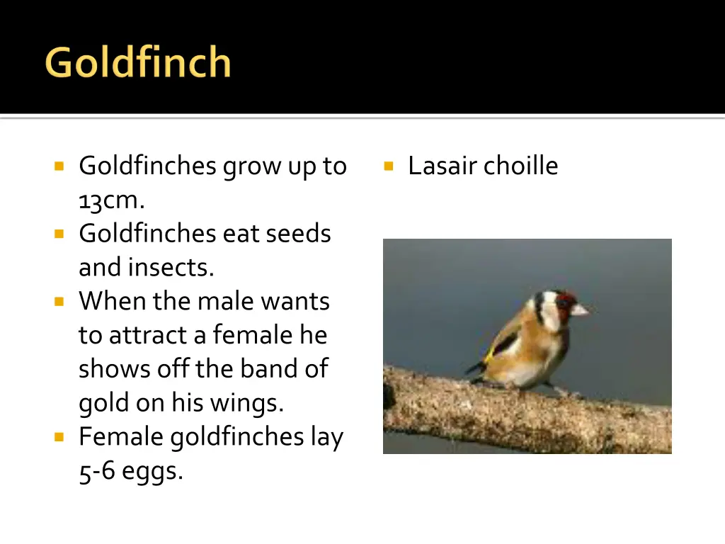 goldfinches grow up to 13cm goldfinches eat seeds