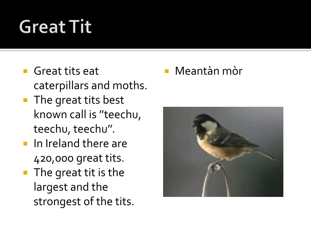 great tits eat caterpillars and moths the great