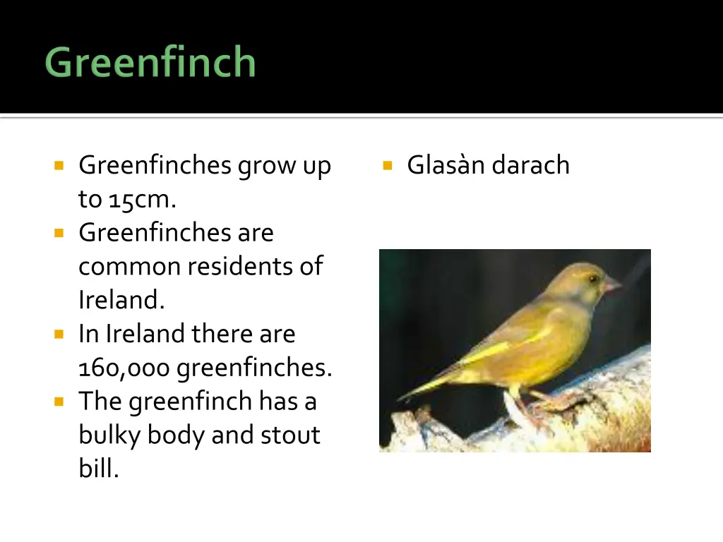 greenfinches grow up to 15cm greenfinches