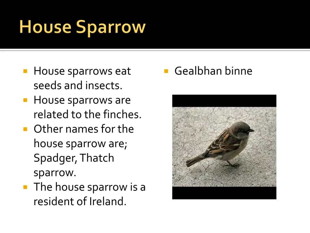 house sparrows eat seeds and insects house