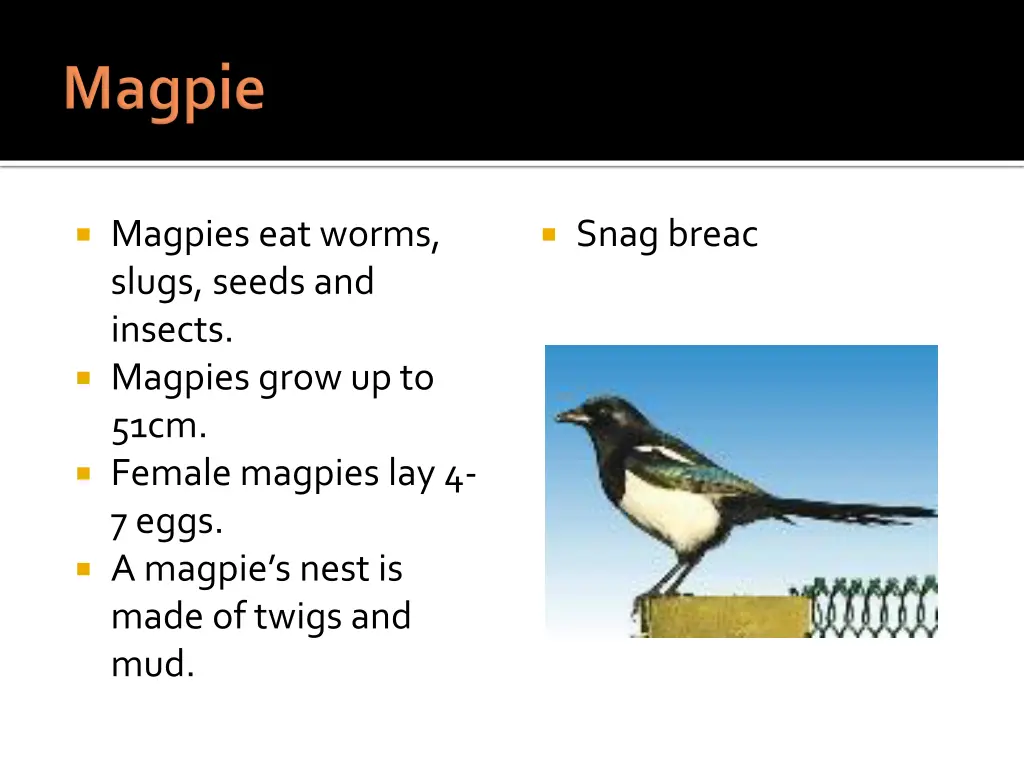 magpies eat worms slugs seeds and insects magpies