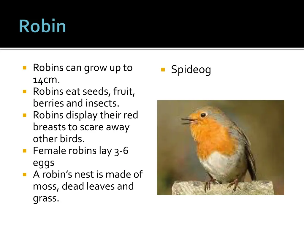 robins can grow up to 14cm robins eat seeds fruit