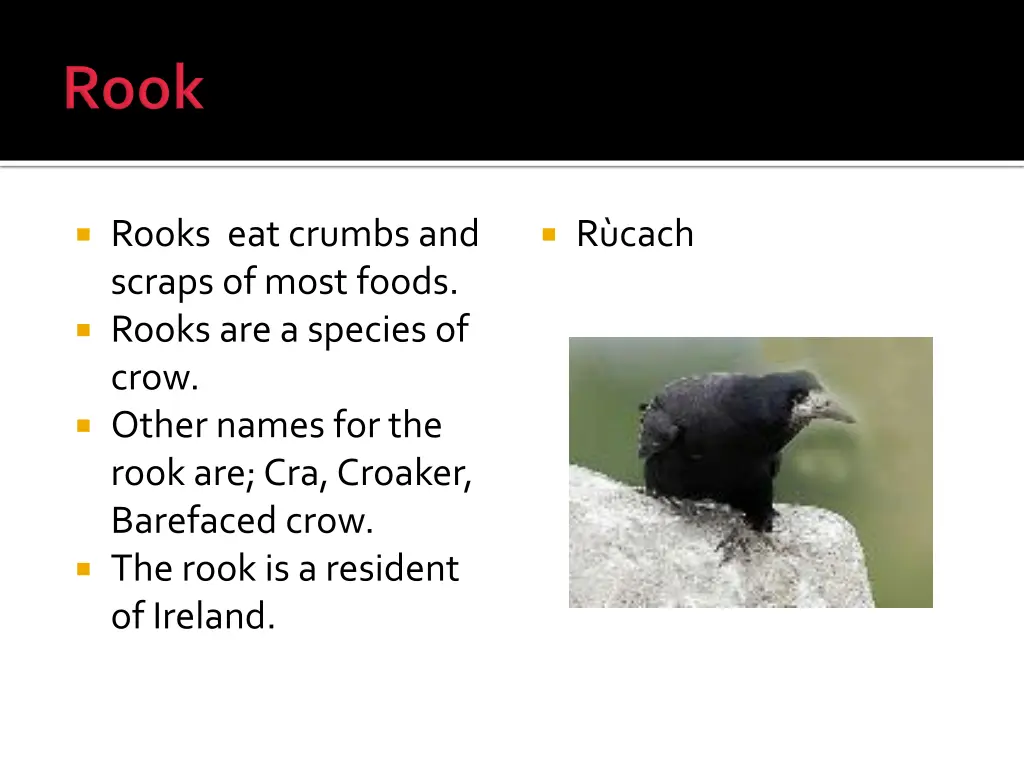 rooks eat crumbs and scraps of most foods rooks