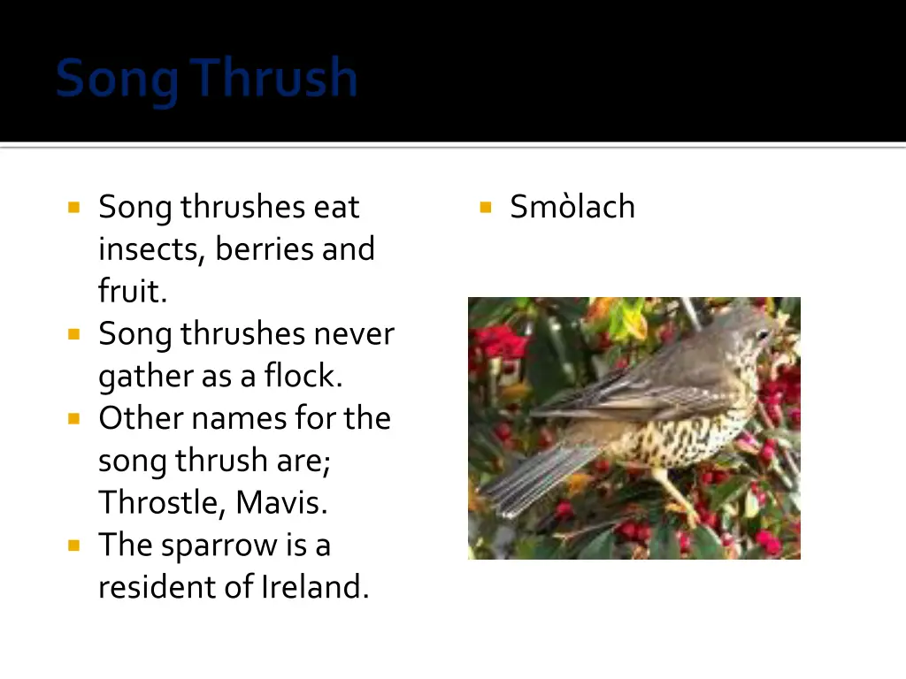 song thrushes eat insects berries and fruit song