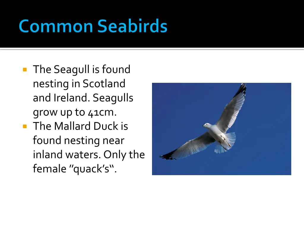 the seagull is found nesting in scotland