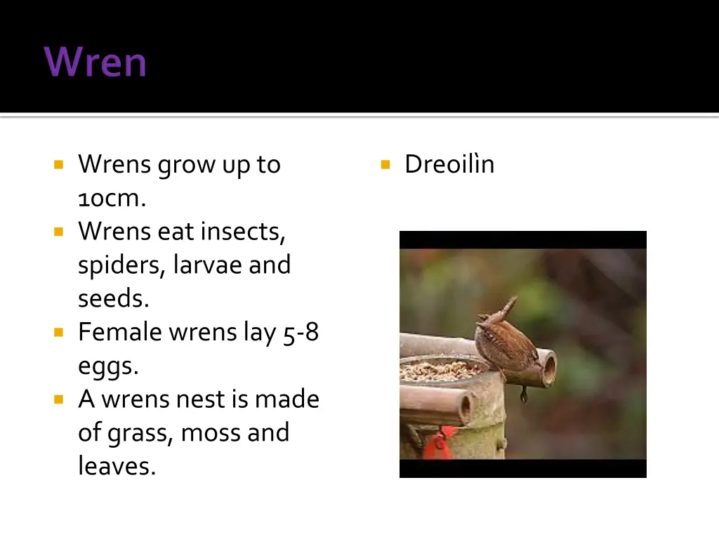 wrens grow up to 10cm wrens eat insects spiders