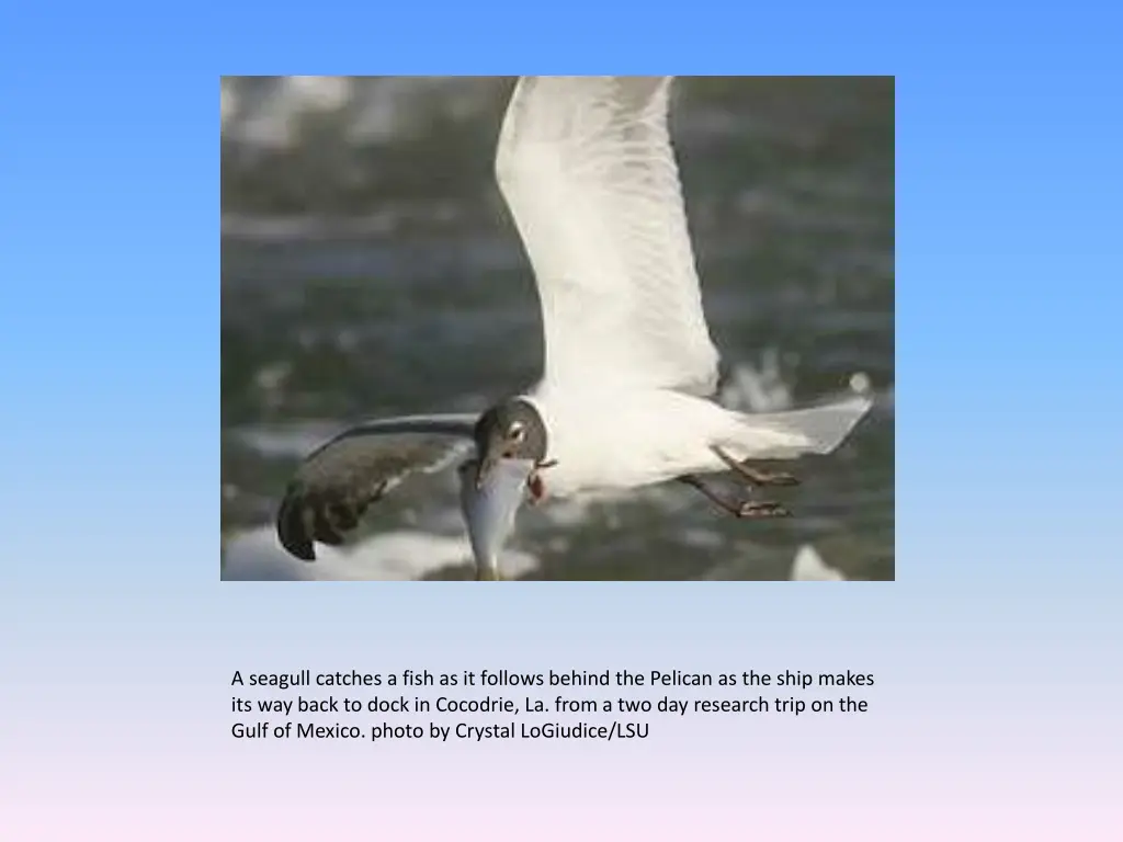 a seagull catches a fish as it follows behind