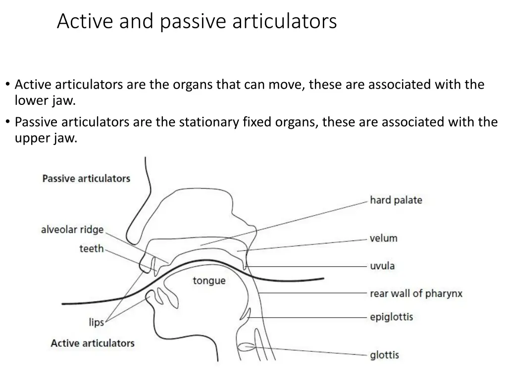 active and passive articulators