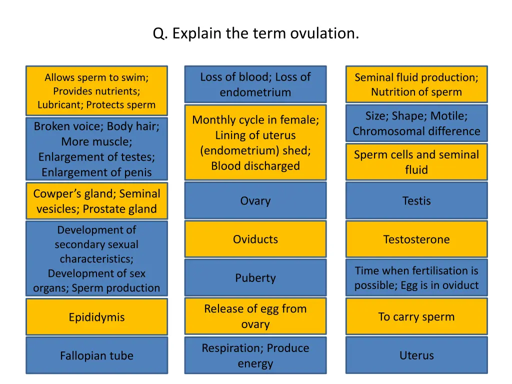 q explain the term ovulation