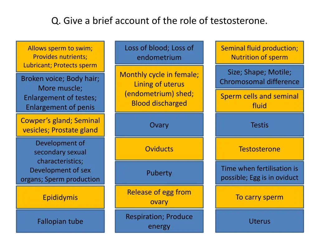 q give a brief account of the role of testosterone