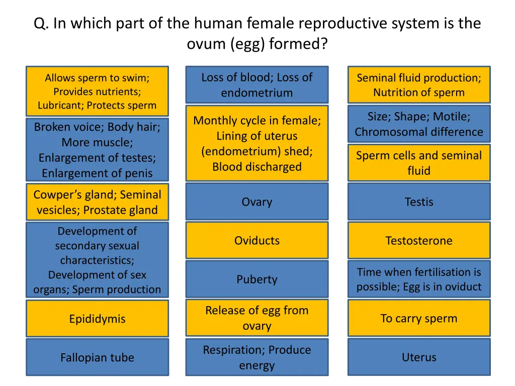 q in which part of the human female reproductive