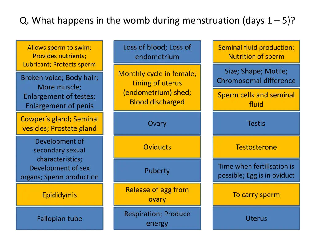 q what happens in the womb during menstruation