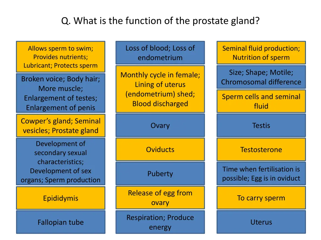 q what is the function of the prostate gland