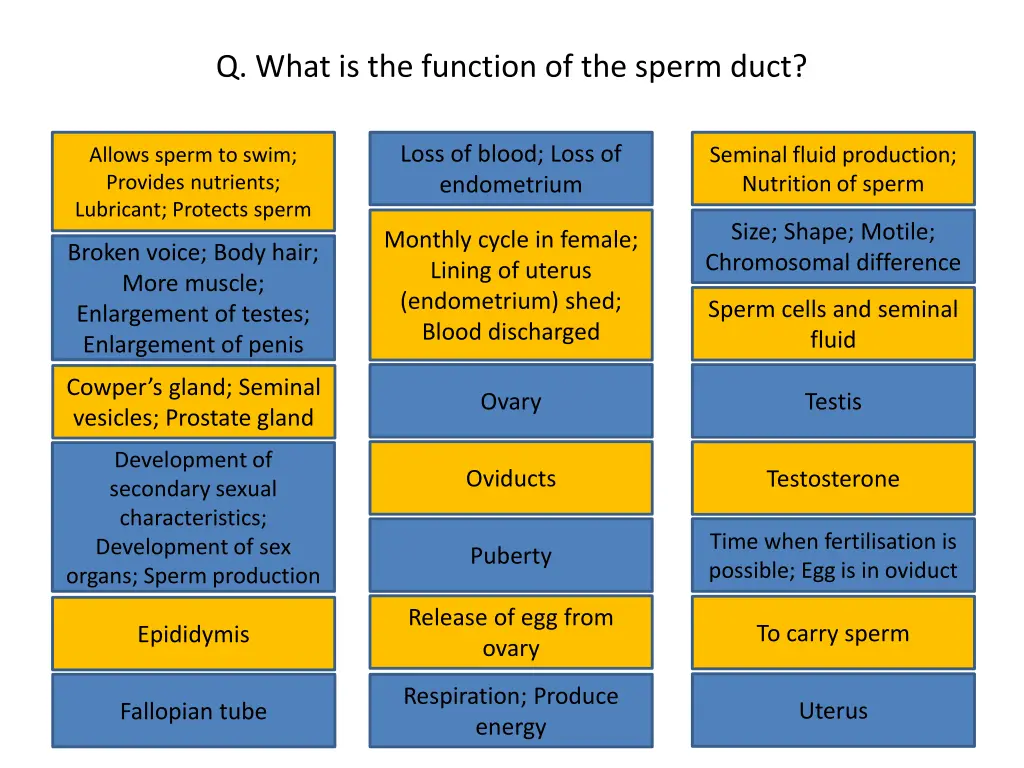 q what is the function of the sperm duct