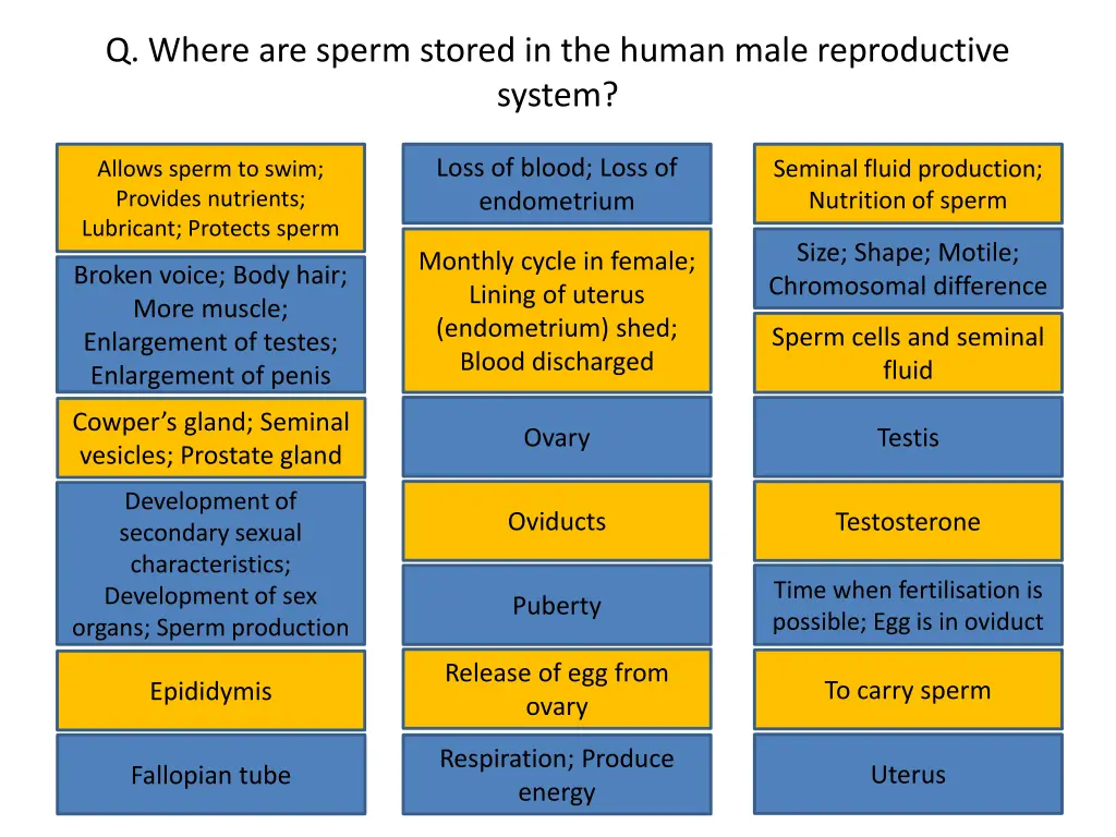 q where are sperm stored in the human male