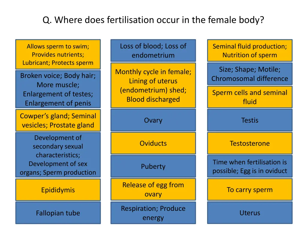 q where does fertilisation occur in the female