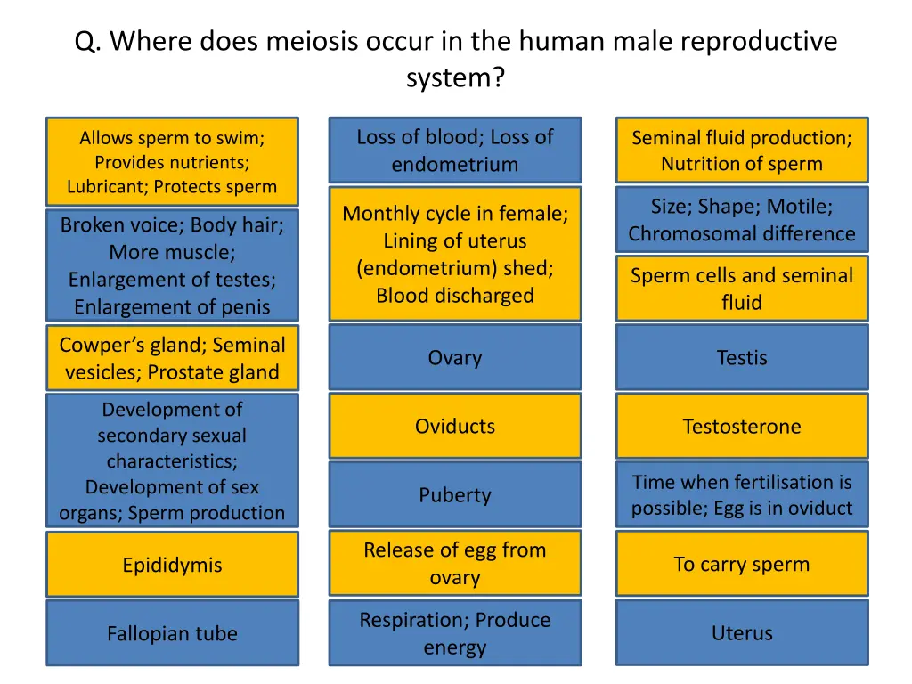 q where does meiosis occur in the human male