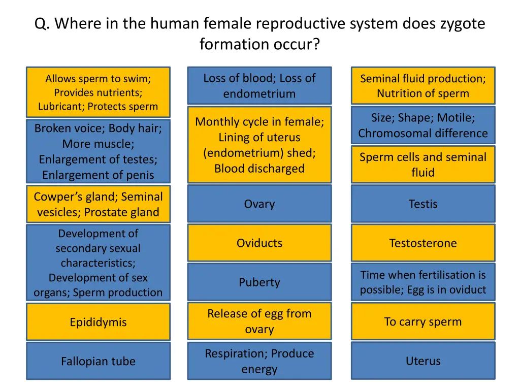 q where in the human female reproductive system 1