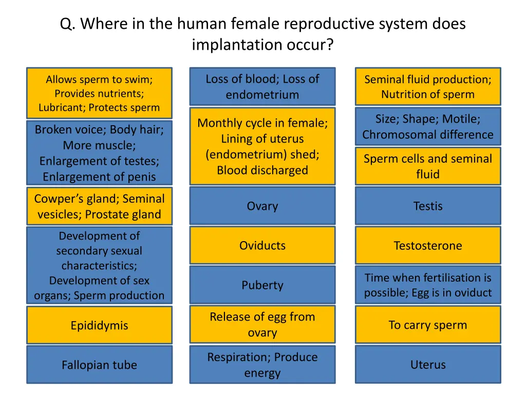 q where in the human female reproductive system 2