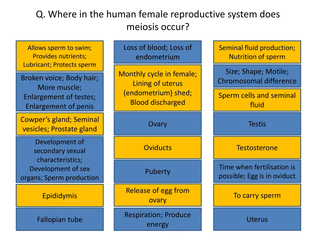 q where in the human female reproductive system