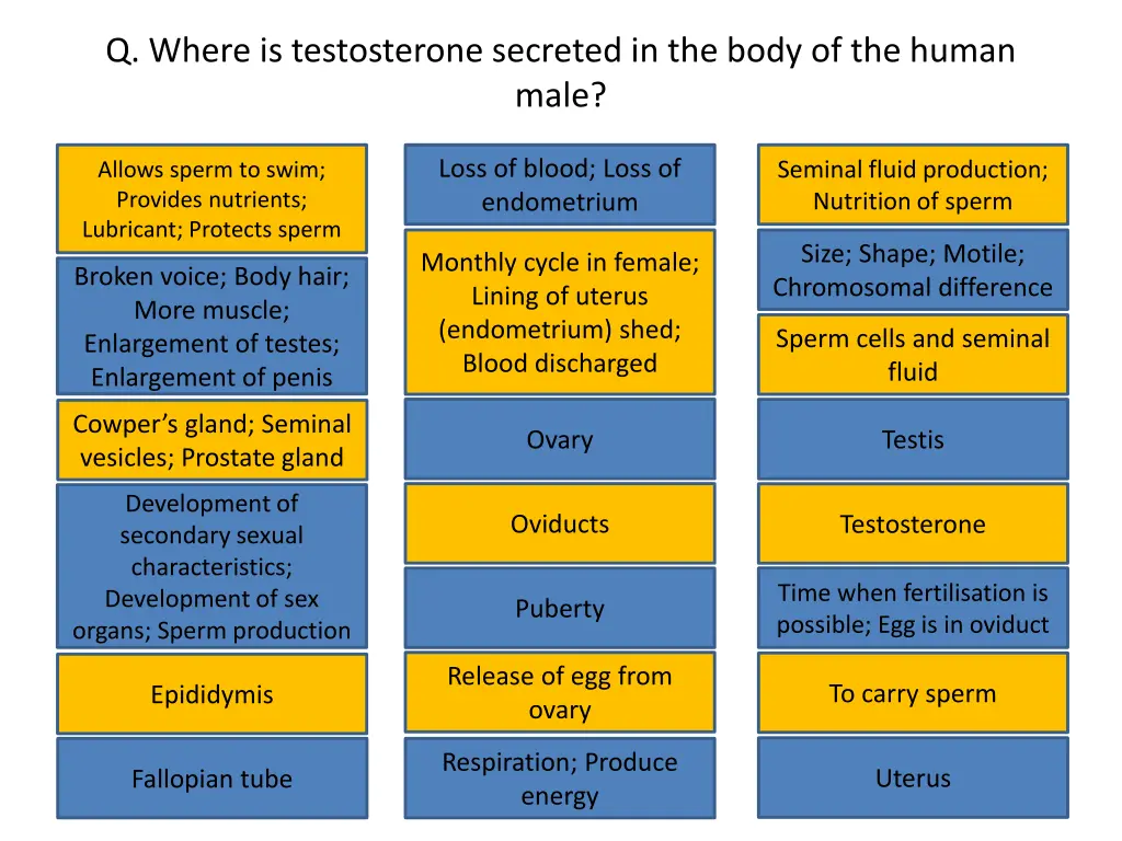 q where is testosterone secreted in the body