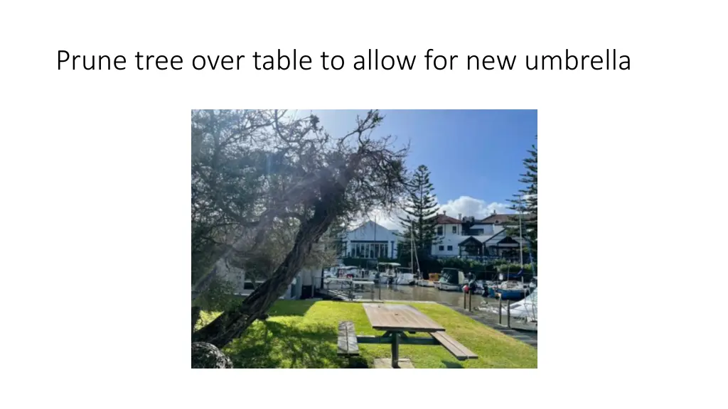 prune tree over table to allow for new umbrella