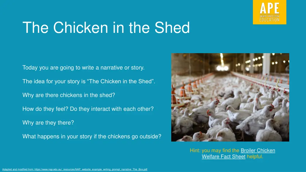 the chicken in the shed