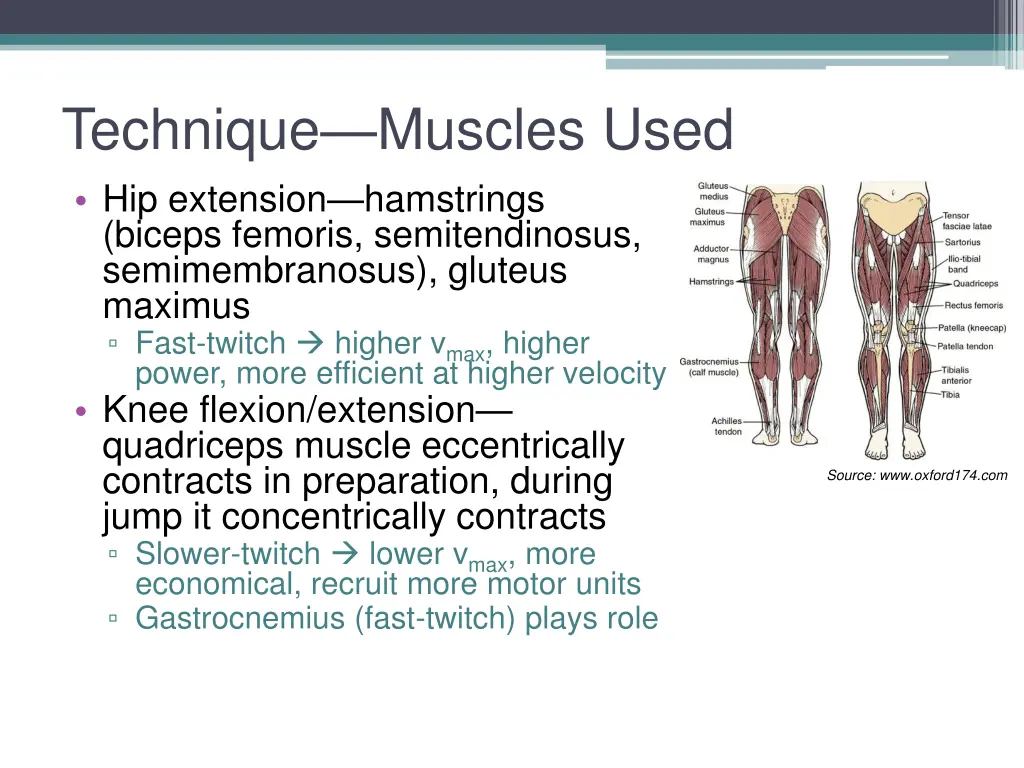 technique muscles used hip extension hamstrings