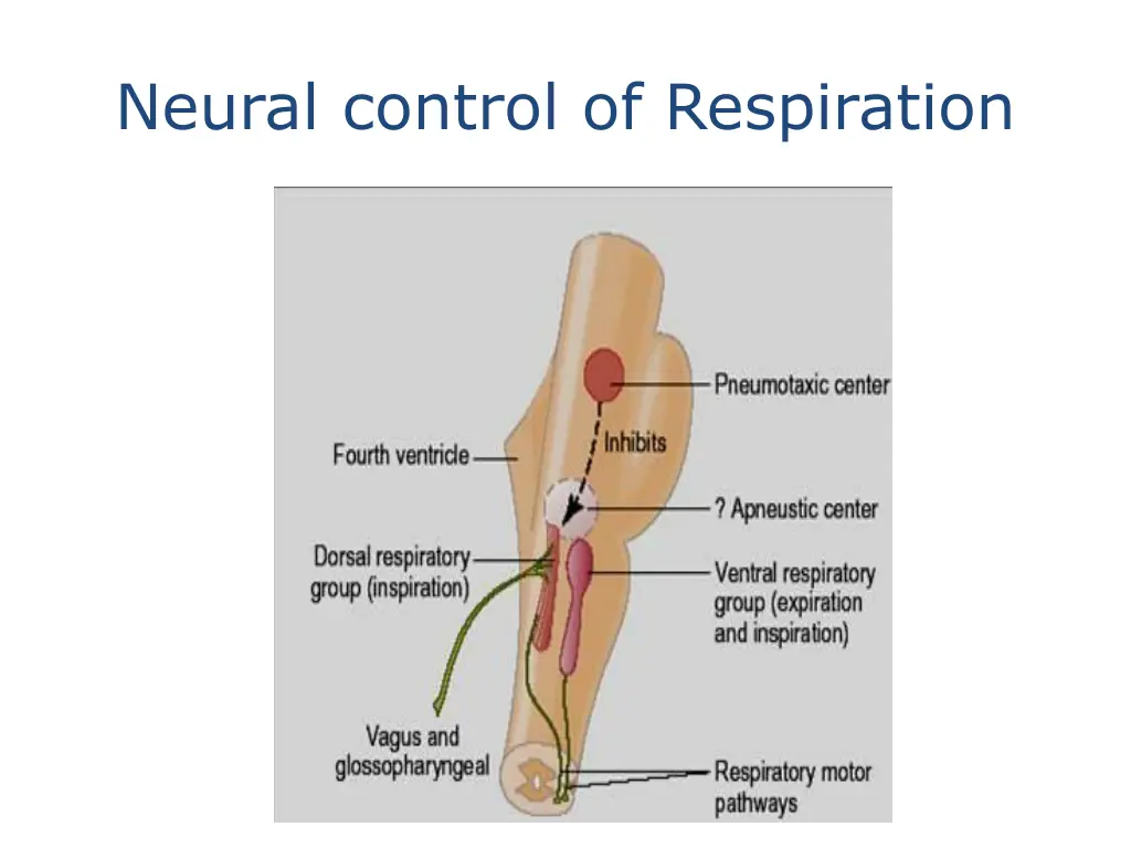 neural control of respiration 1