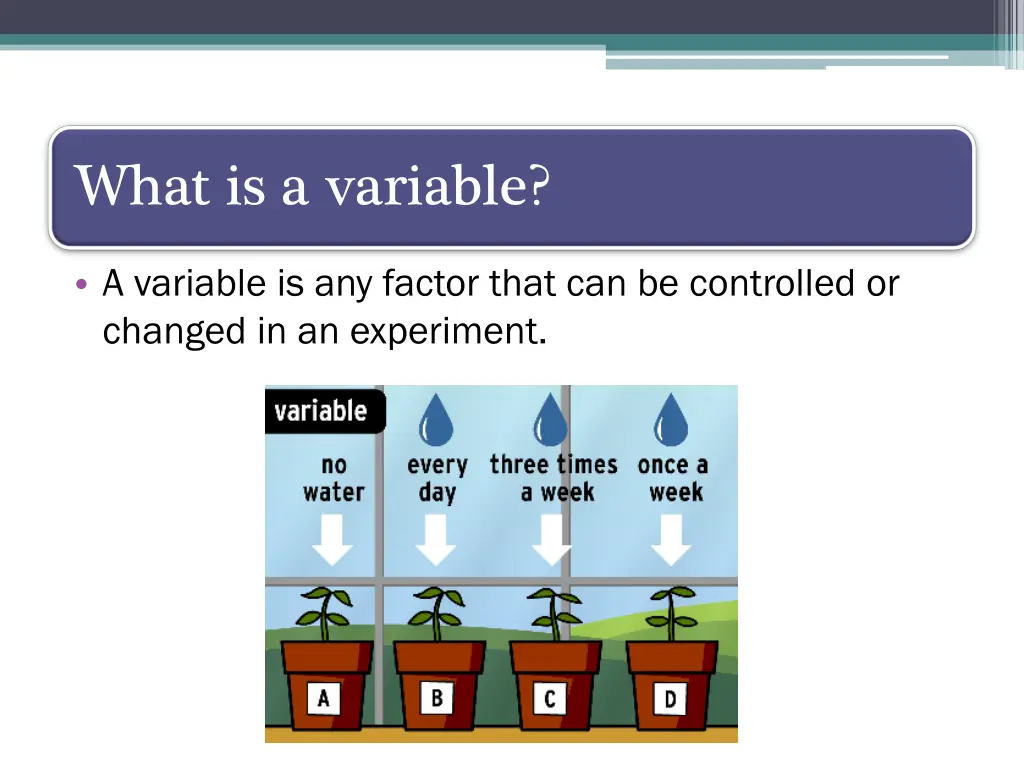 what is a variable