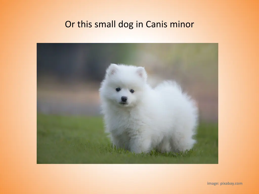 or this small dog in canis minor