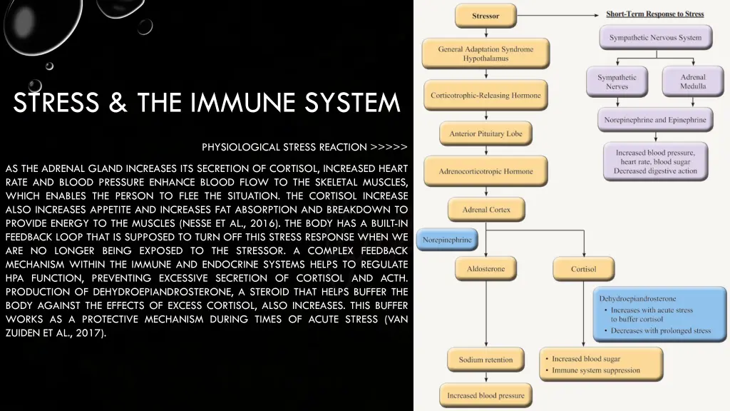 stress the immune system 1