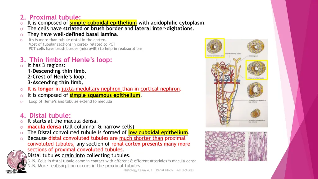 2 proximal tubule o it is composed of simple