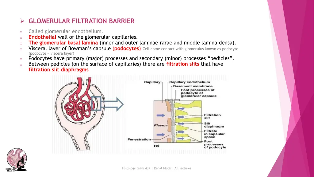 glomerular filtration barrier