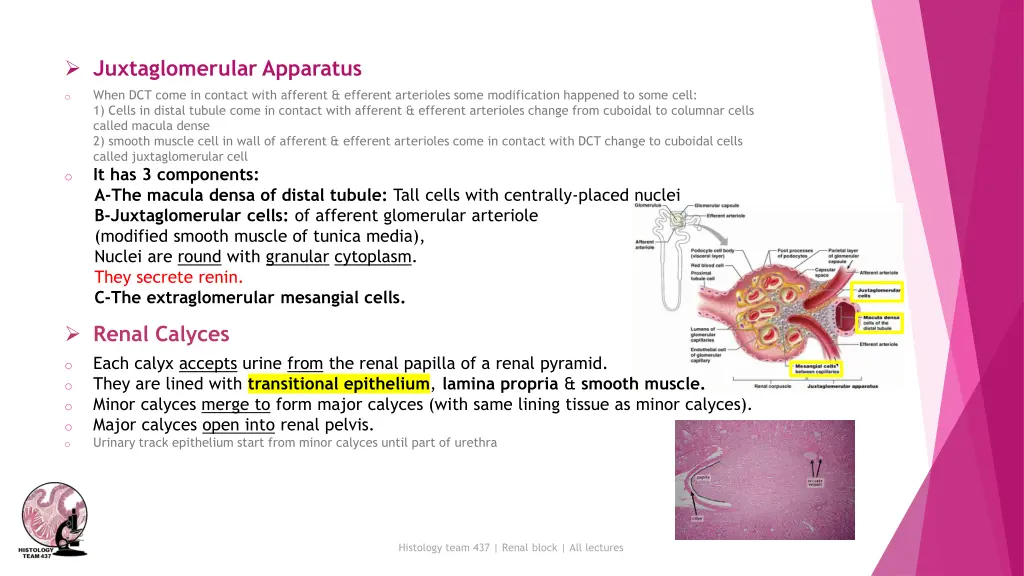 juxtaglomerular apparatus