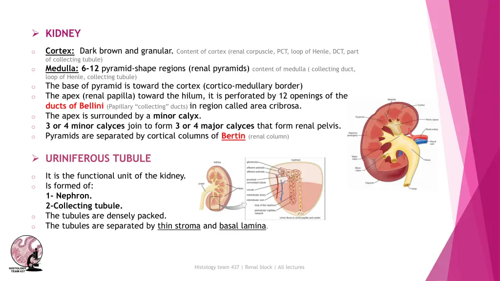 kidney