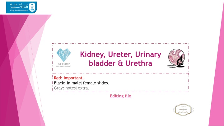 kidney ureter urinary bladder urethra