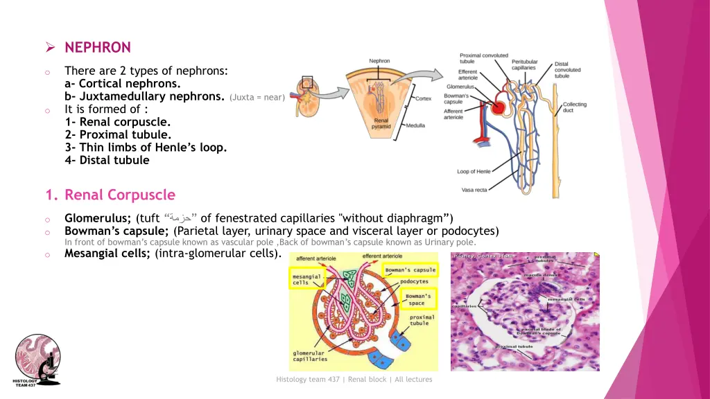 nephron