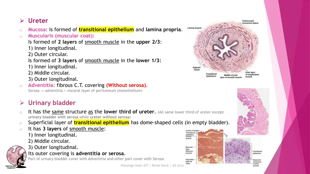 ureter