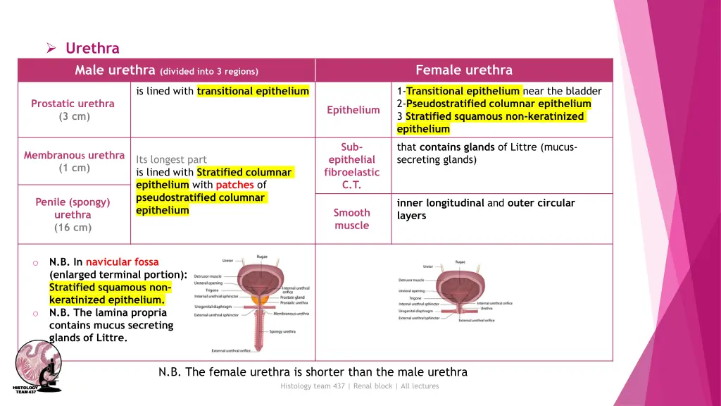 urethra